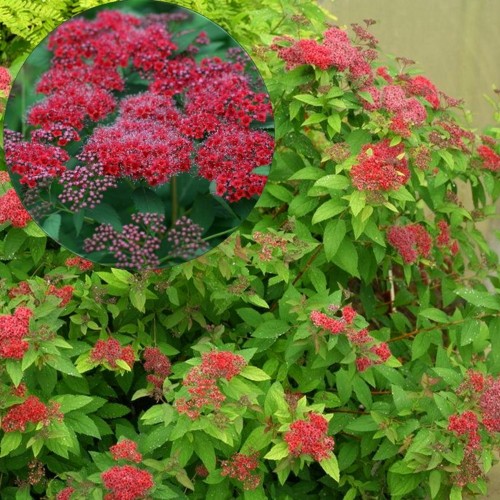 Spiraea japonica 'Double Play Red' - Jaapani enelas 'Double Play Red' C5/5L